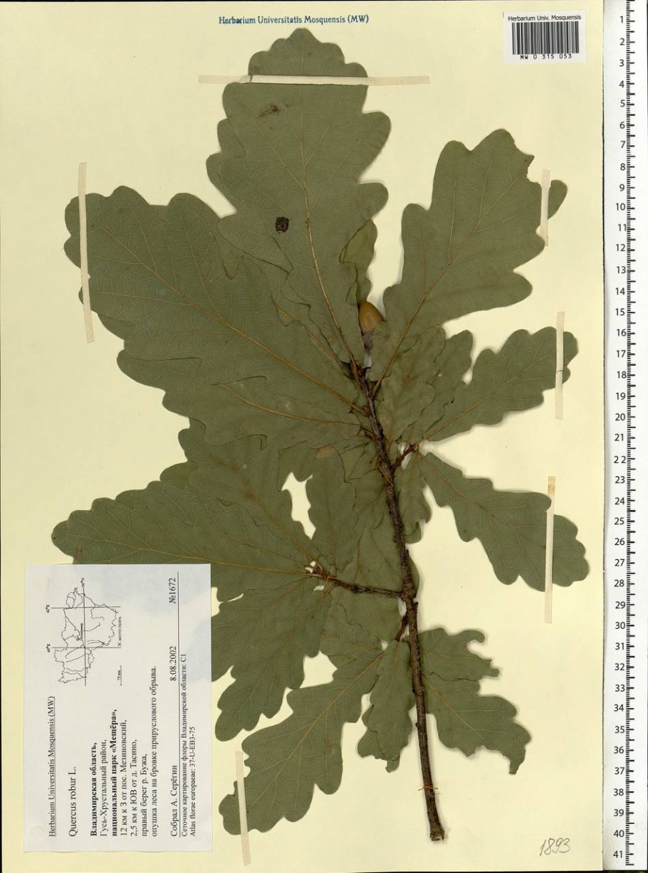 Липа мелколистная Tilia cordata
