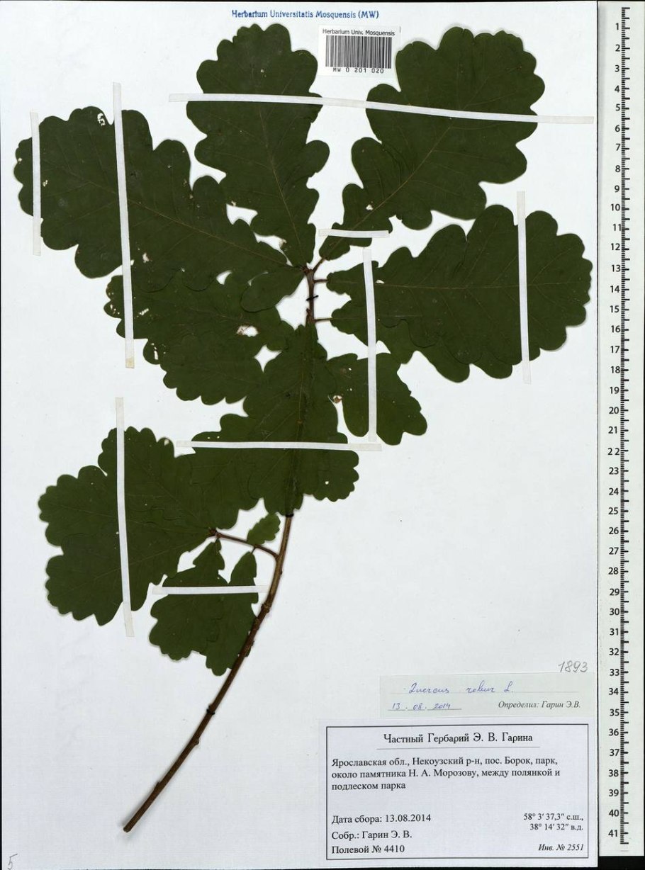Дуб черешчатый (Quercus Robur)