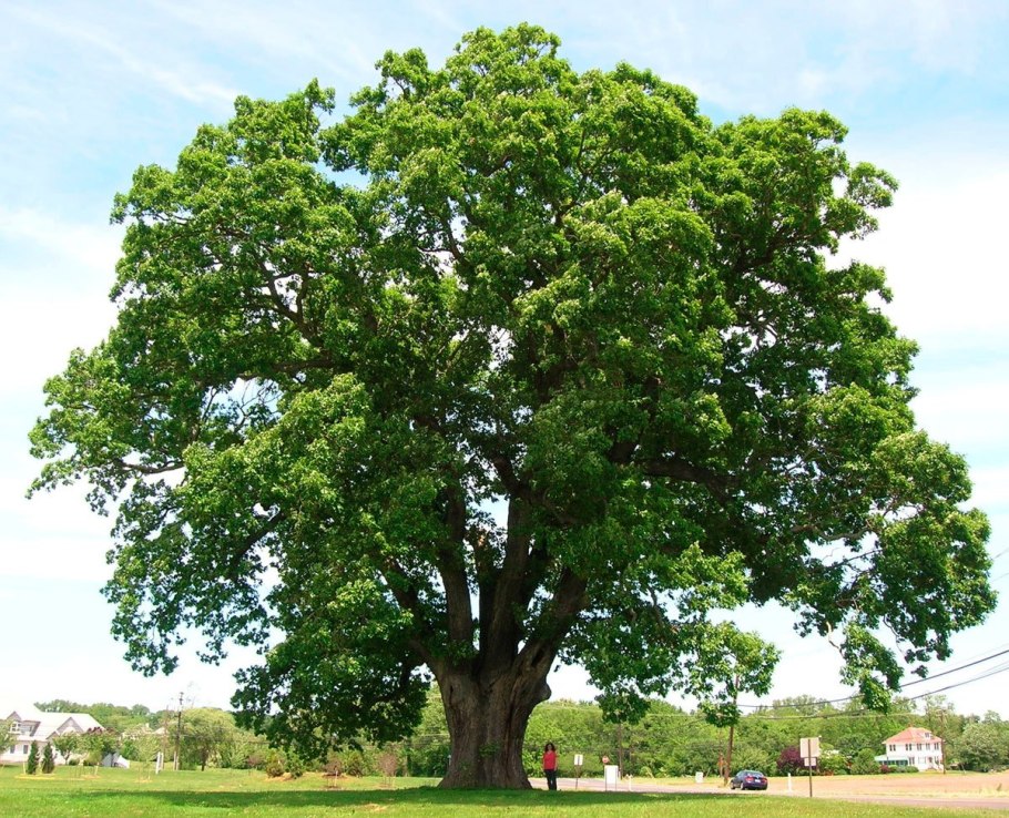 Дуб черешчатый (Quercus Robur l.)