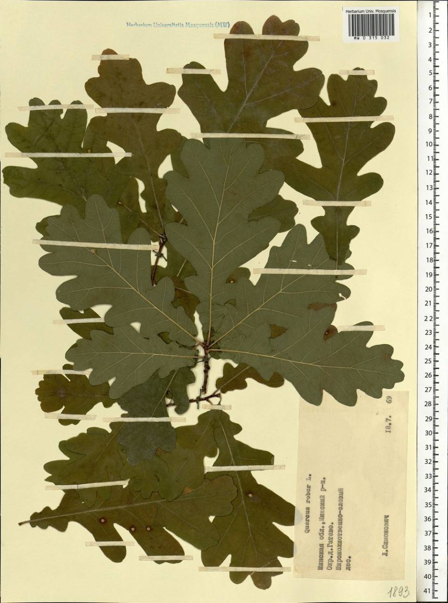 Липа мелколистная Гринспаер