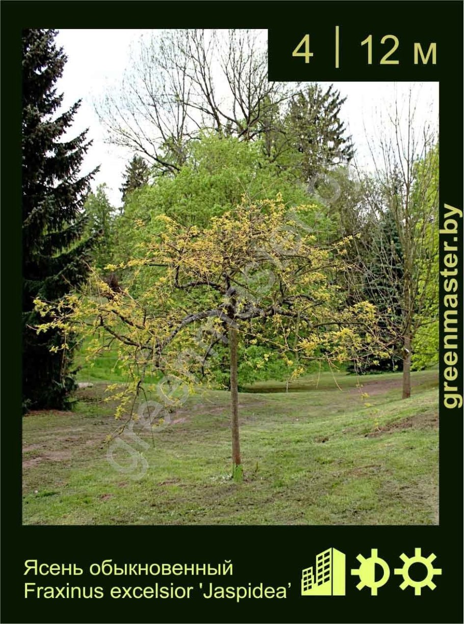 Дуб черешчатый Quercus Robur 'Fastigiata'