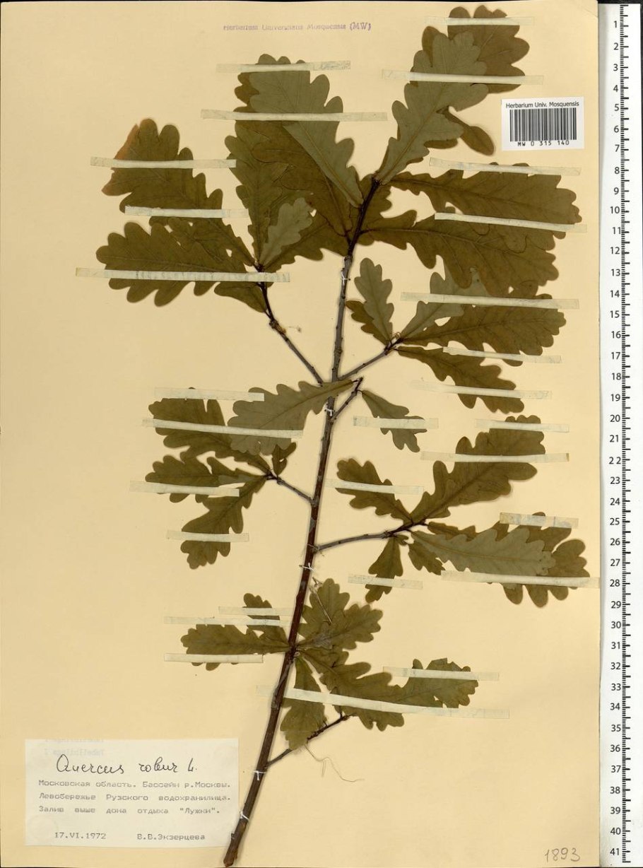 Корневая система тополя