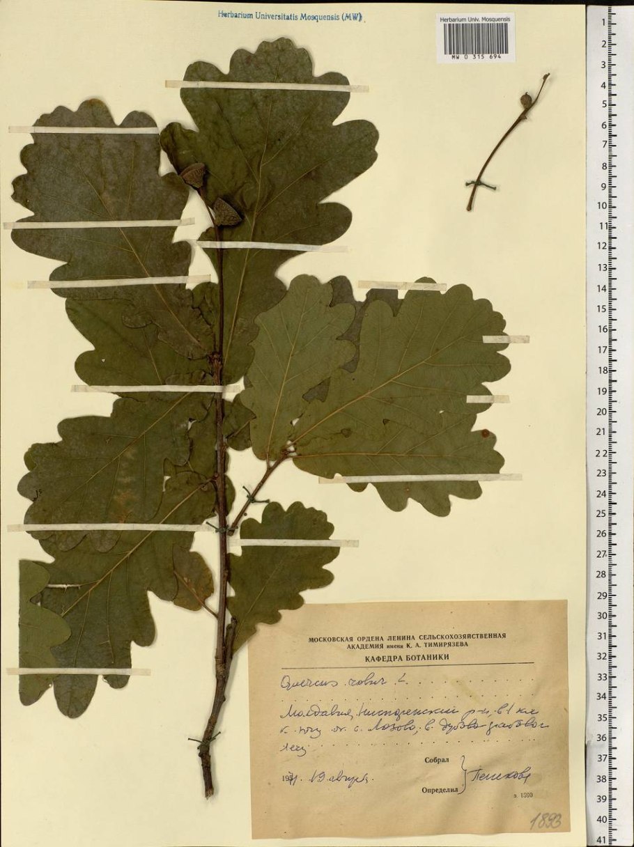 Средний диаметр кроны дерева