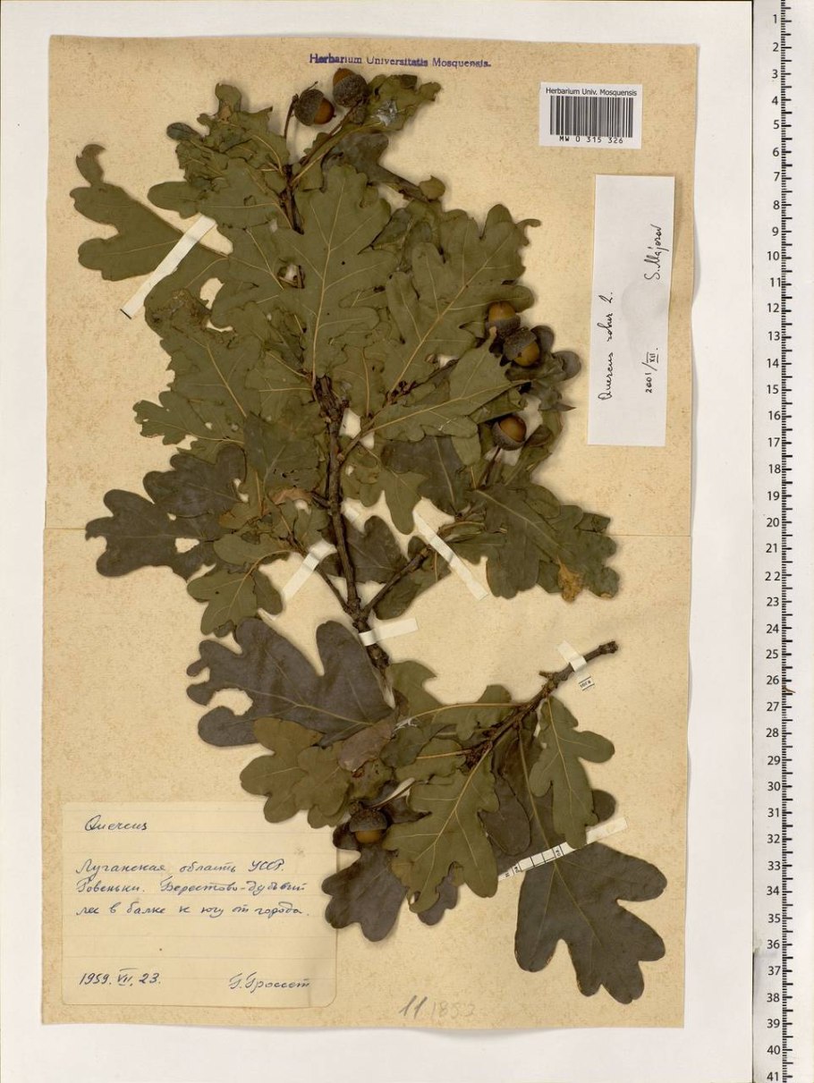 Липа мелколистная Гринспайер