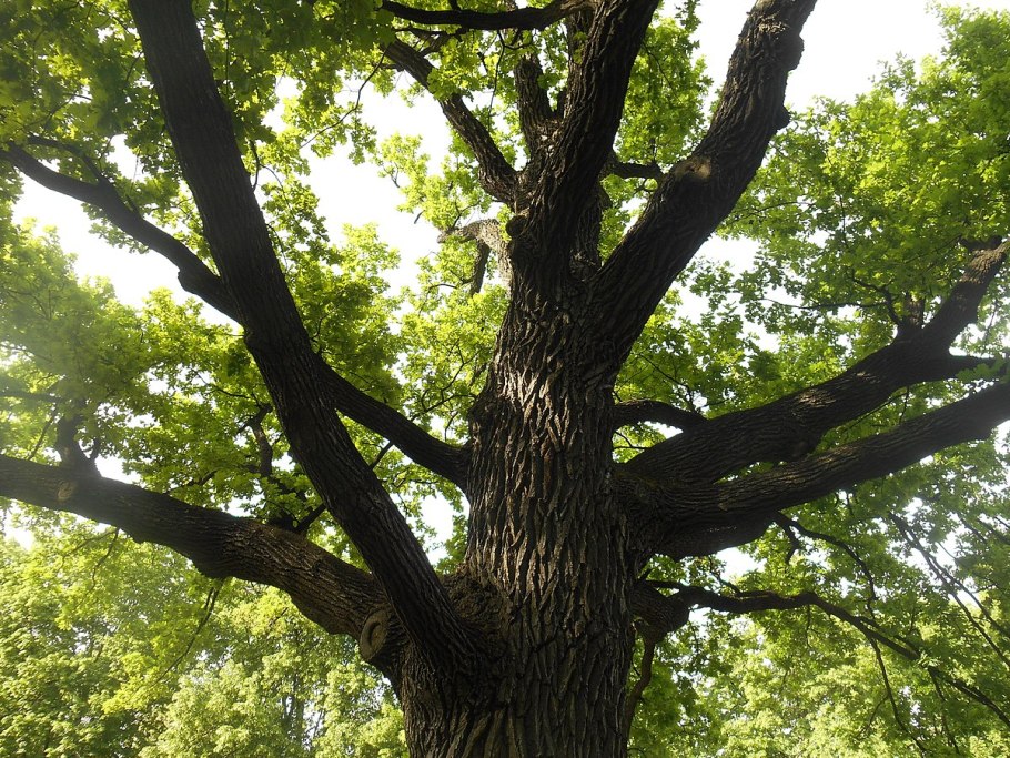 Дуб черешчатый Fastigiata