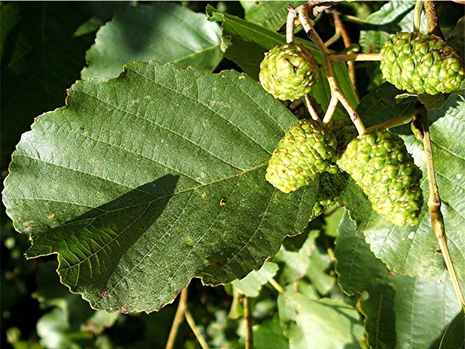 Alnus incana