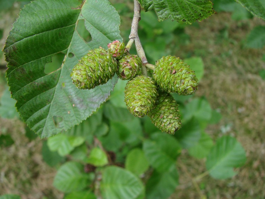 Ольха черная (Alnus glutinosa)