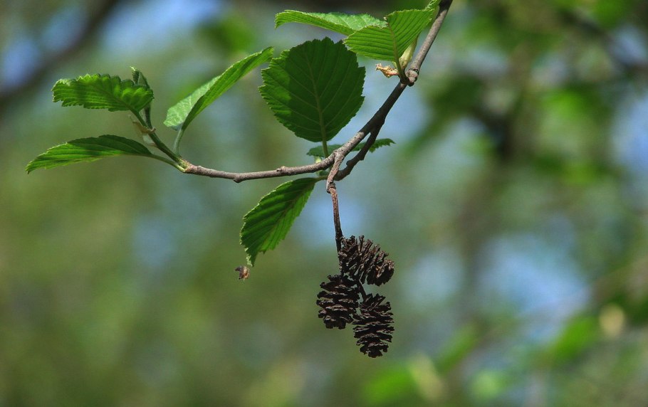 Ольха серая Лациниата (Alnus incana laciniata)