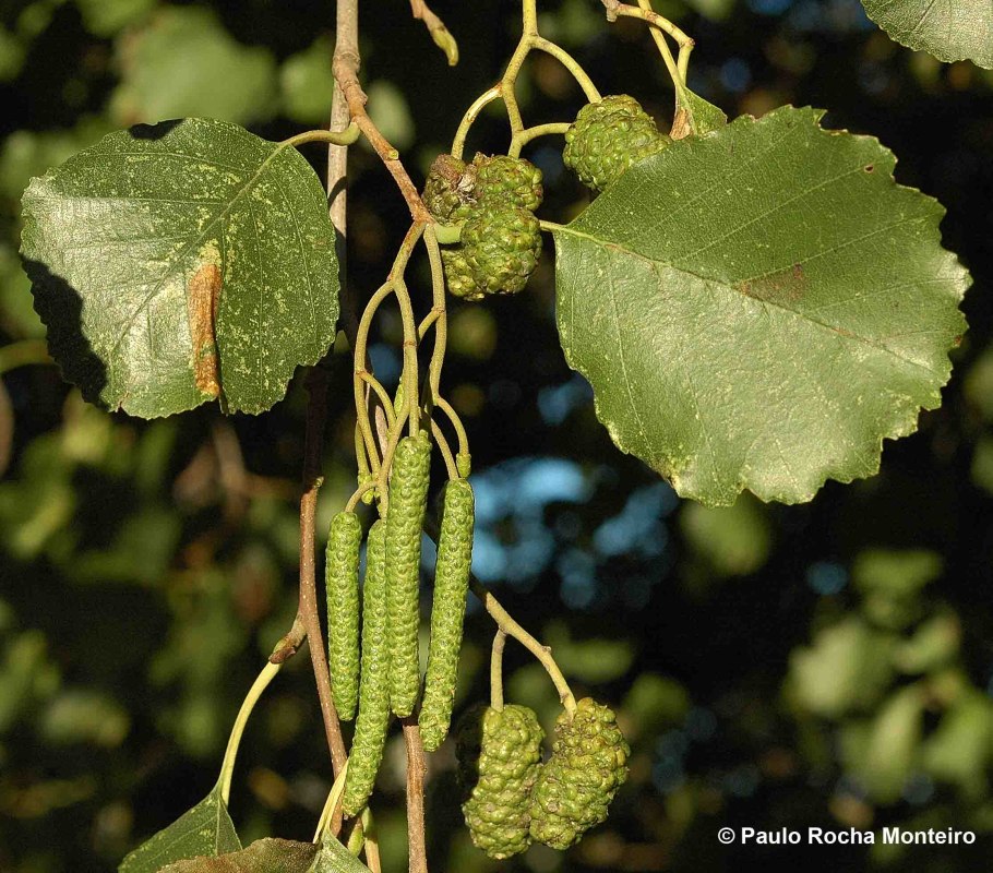 Alnus glutinosa (ольха европейская)