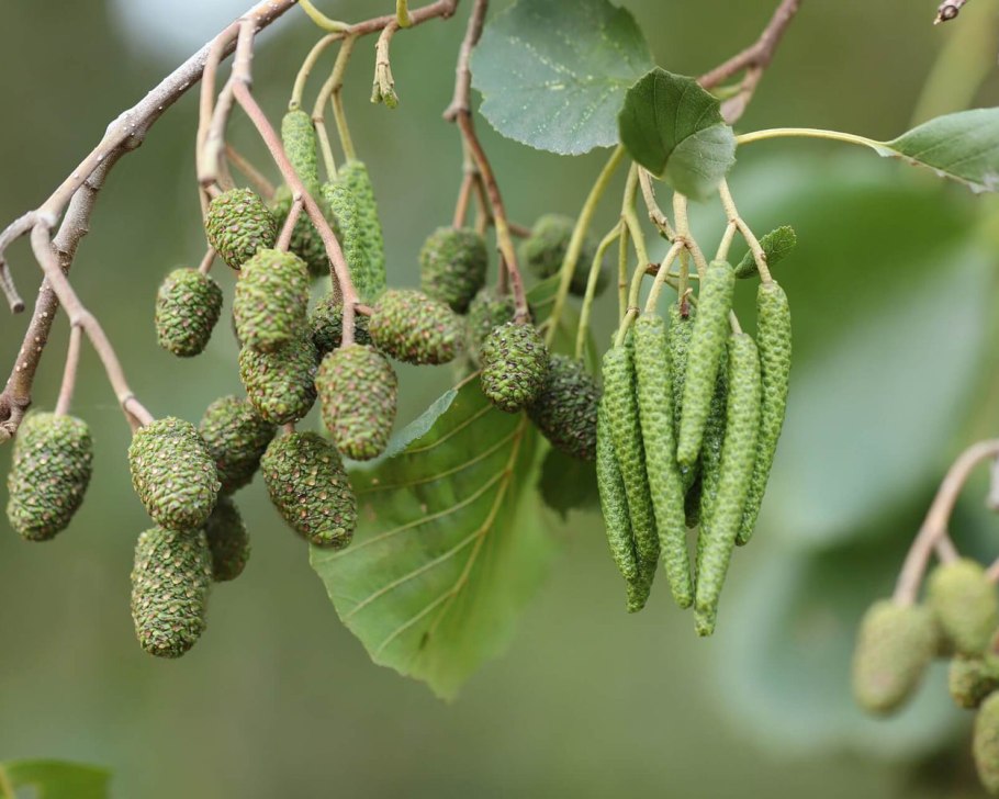 Ольха серая Alnus incana