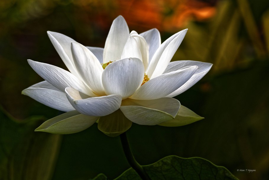 Лотосы "Тропикана"