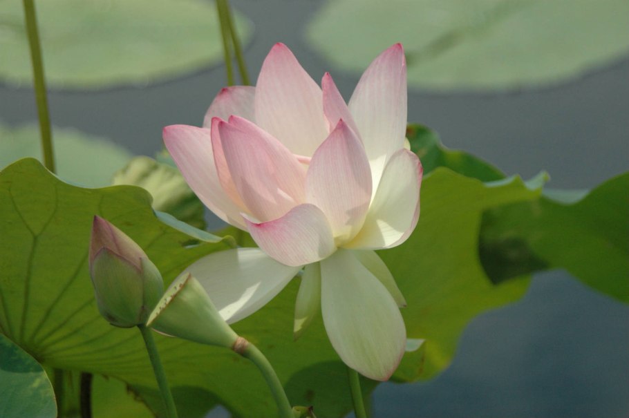 Лотос (Nelumbo)