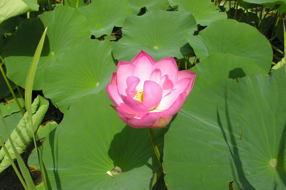 Китайские растения Лотос