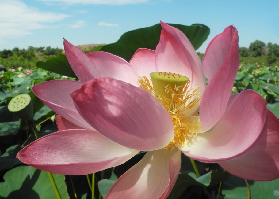 Лотос благодати