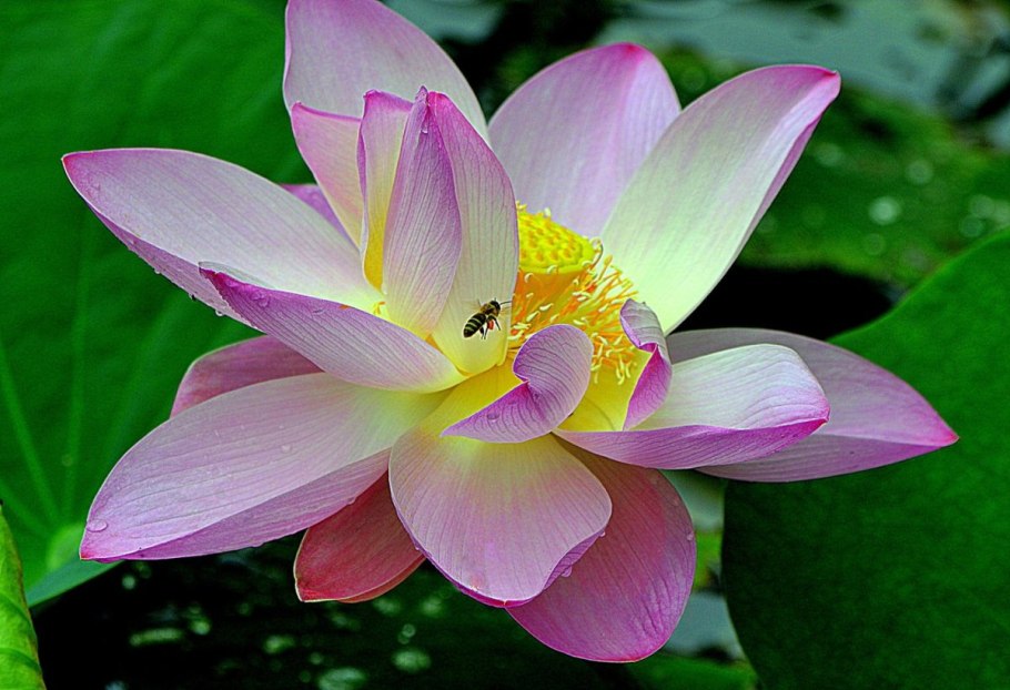 Лотус растение