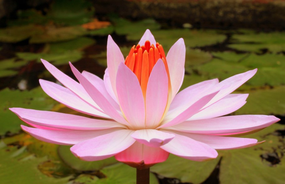 Лотус растение