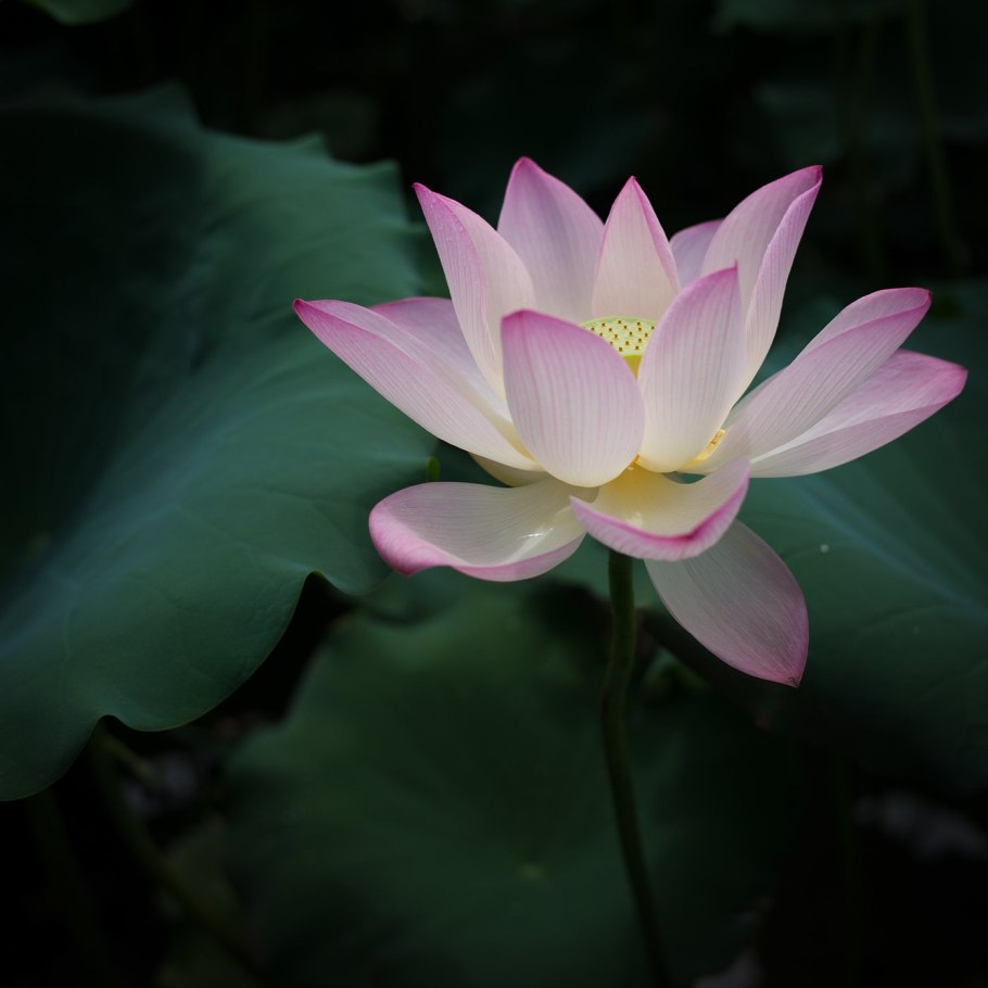 Лотос священный цветок Востока