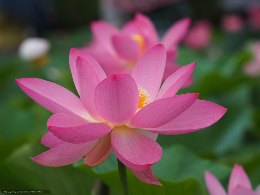 Цветок похожий на Лотос