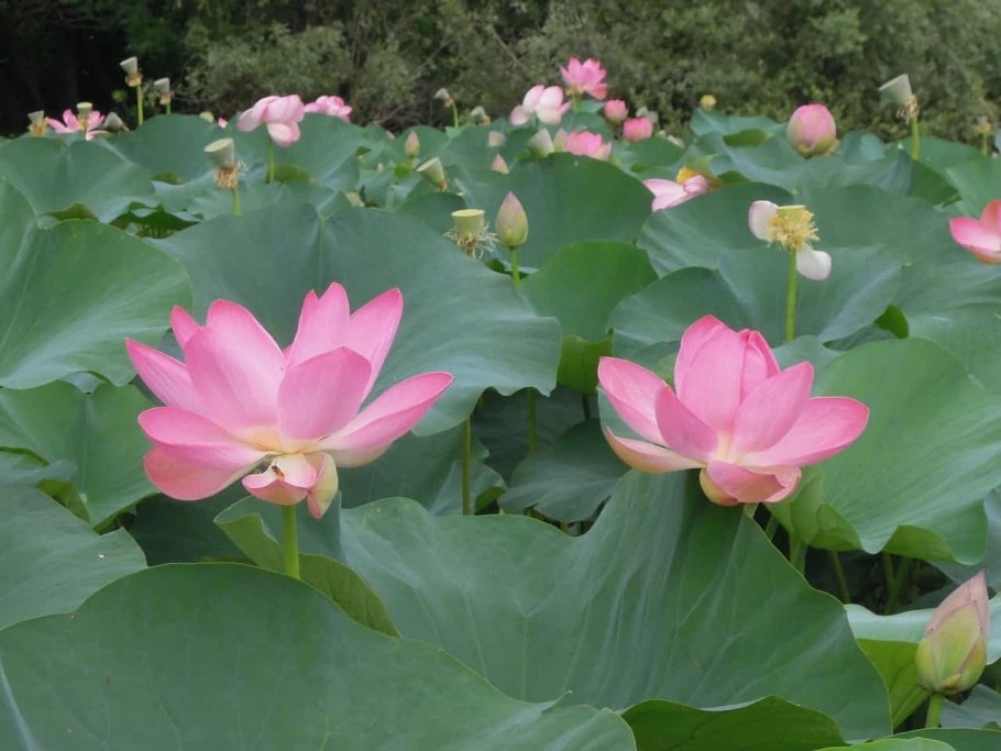 Лотосовый гибрид Lotus Beauty