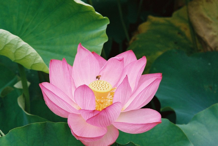 Лотос орехоносный сапфир