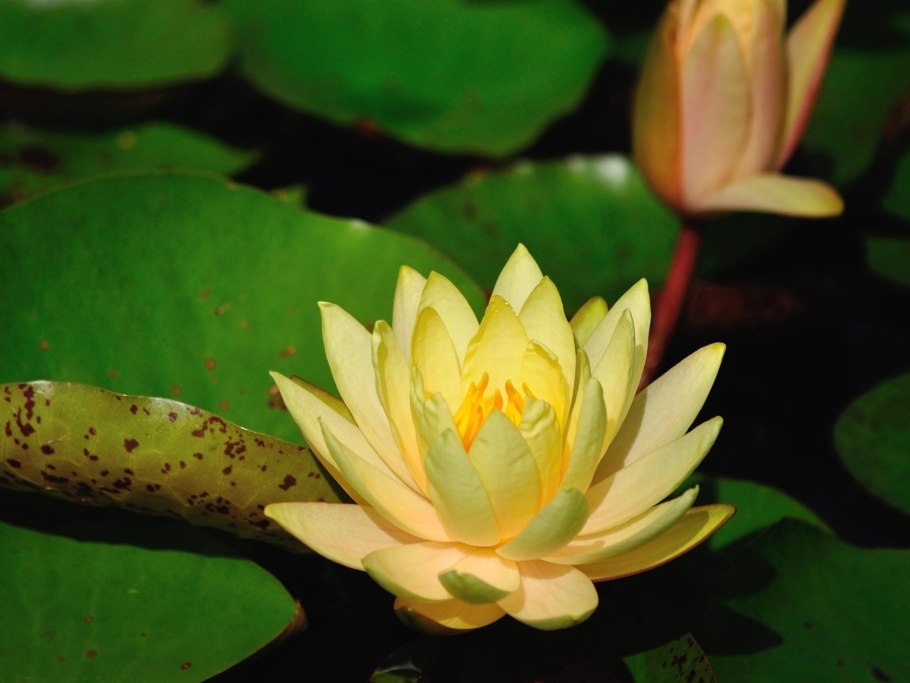 Лотос орехоносный Эстетика