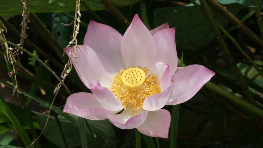 Девятилистный Лотос