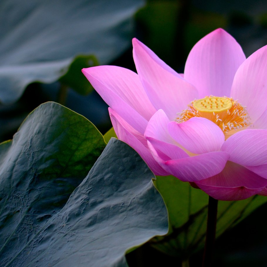 Голубой Лотос орехоносный