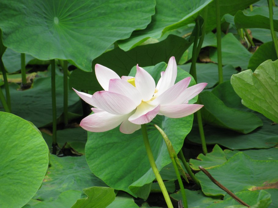 Кувшинка Капская