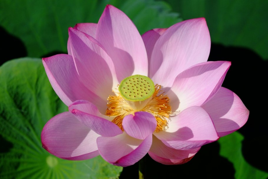 Девятилепестковый Лотос