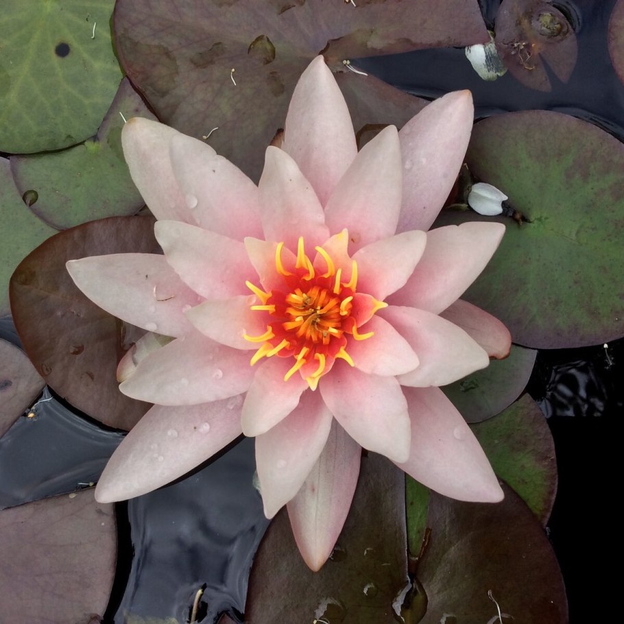 Китайский Лотос