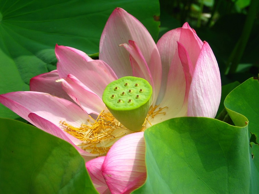 Цветок лотоса Индия