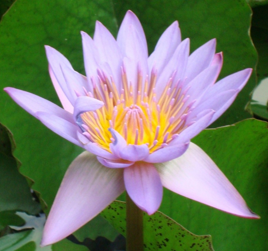 Вьетнам Лотосы