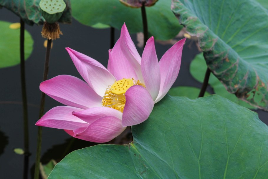 Sacred Lotus
