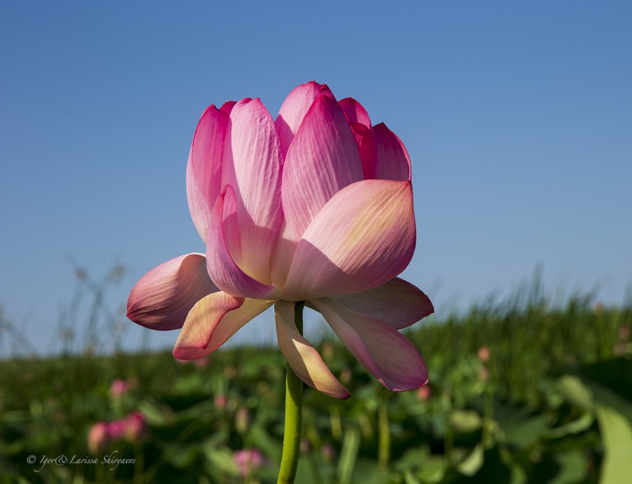 Сад Анны Гауэр нимфеи