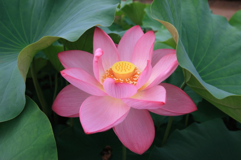 Цветы лотоса Кубани