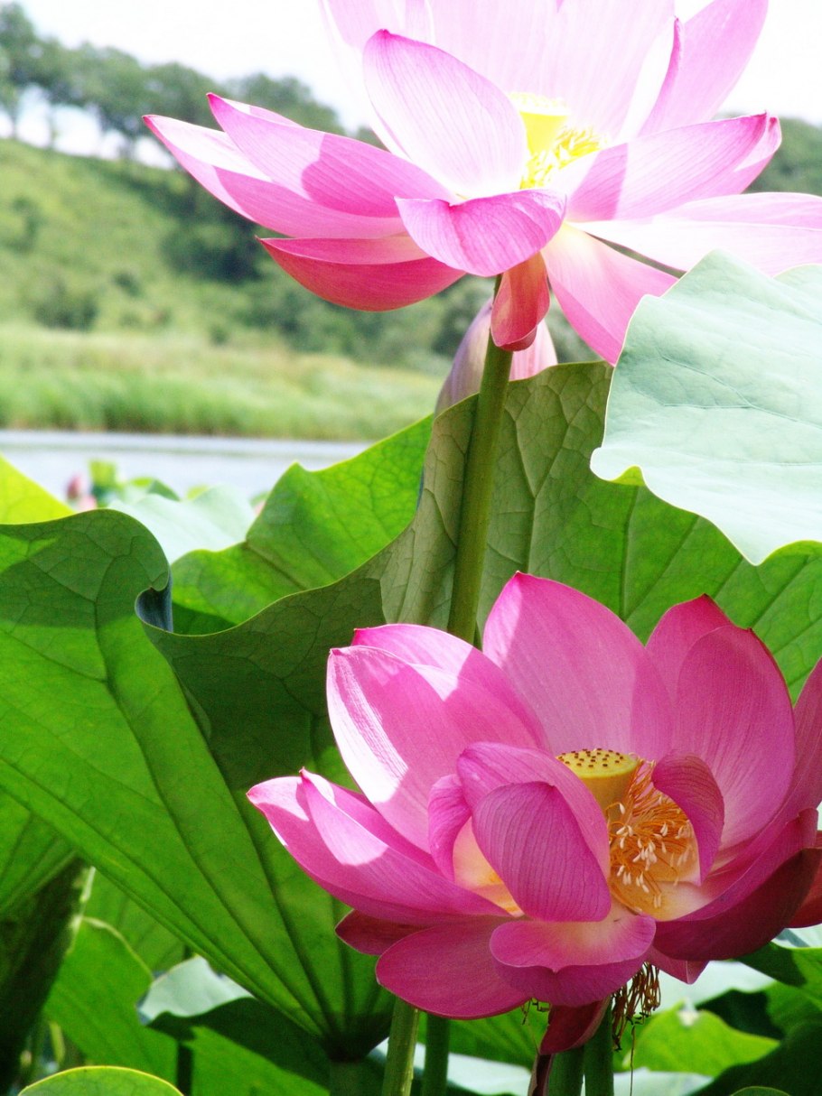 Лотос цветок