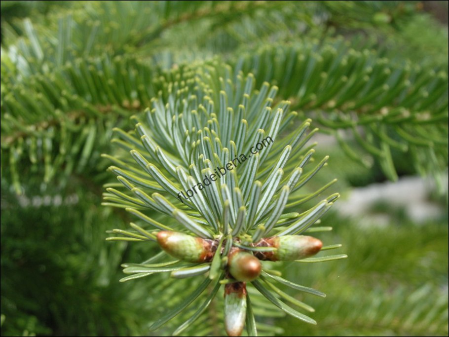 Пихта белокорая Abies Nephrolepis