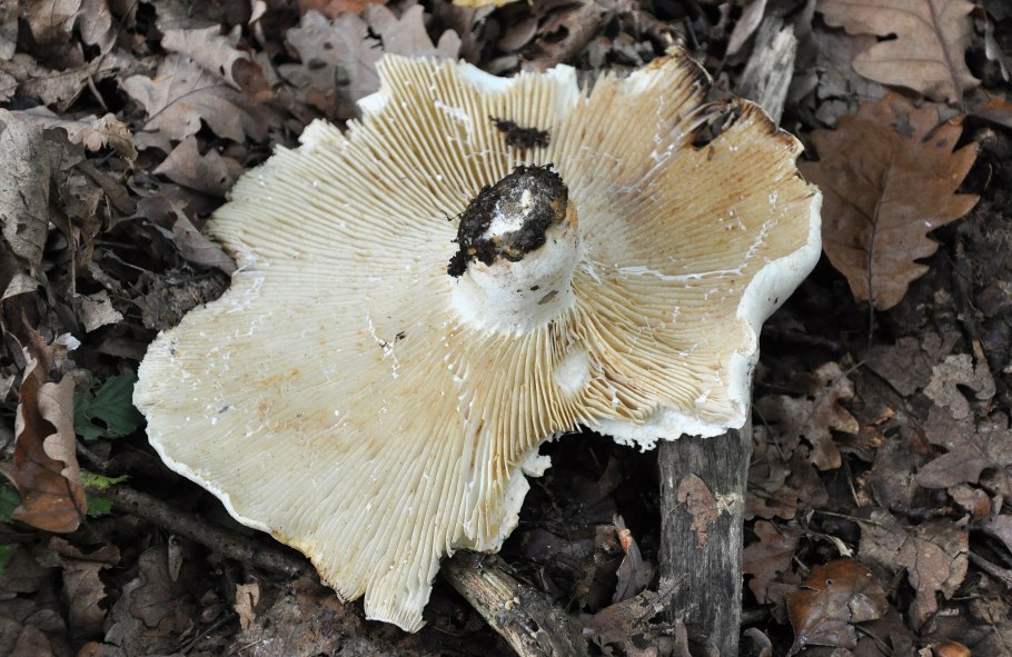 Скрипица Lactarius vellereus.
