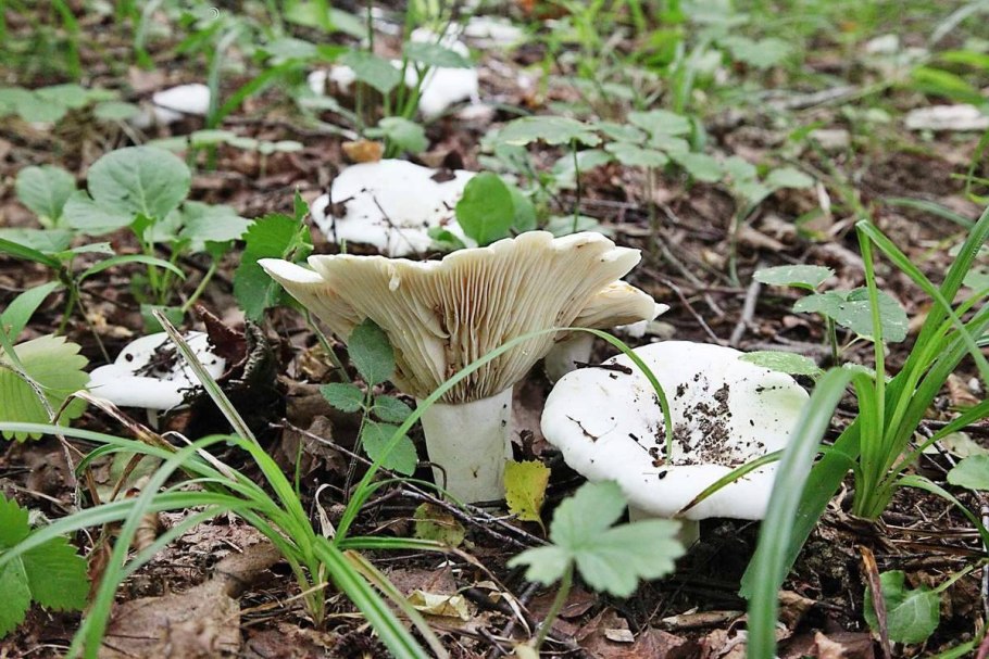 Скрипица Lactarius vellereus.