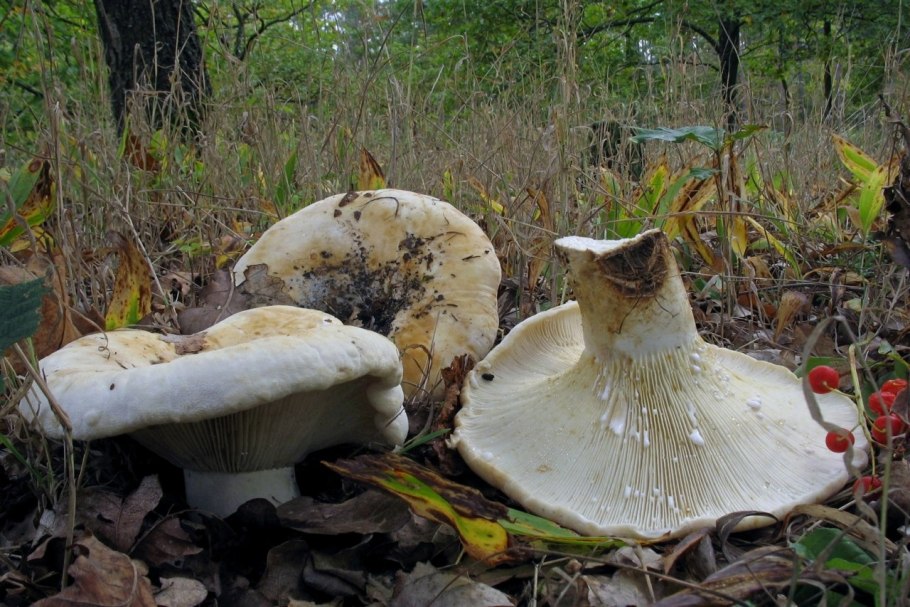 Lactarius bertillonii
