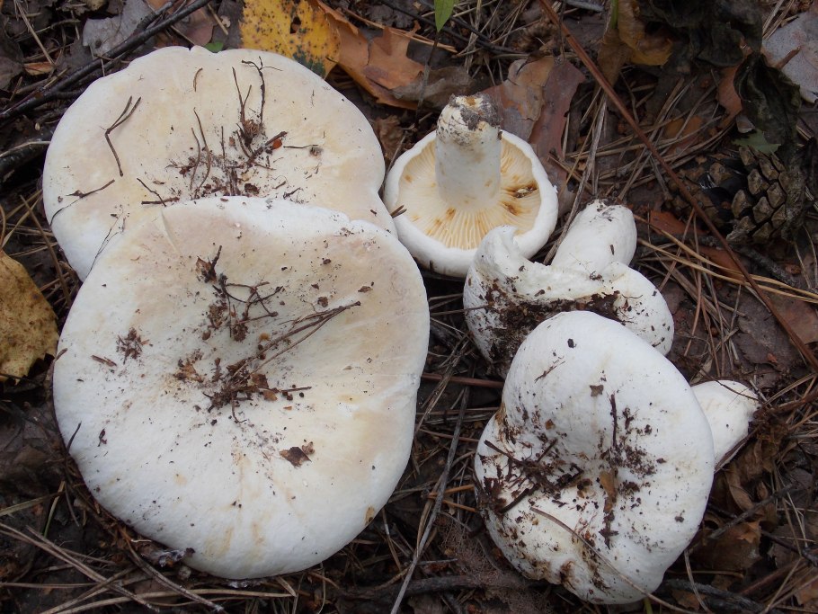 Lactarius bertillonii