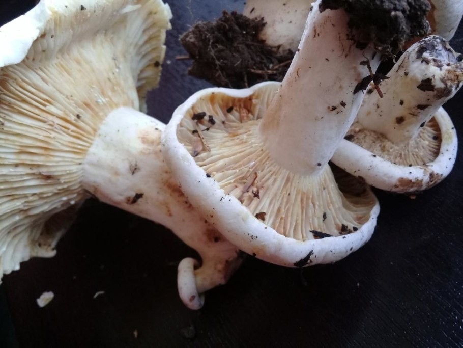 Подгруздок чёрный Russula adusta.