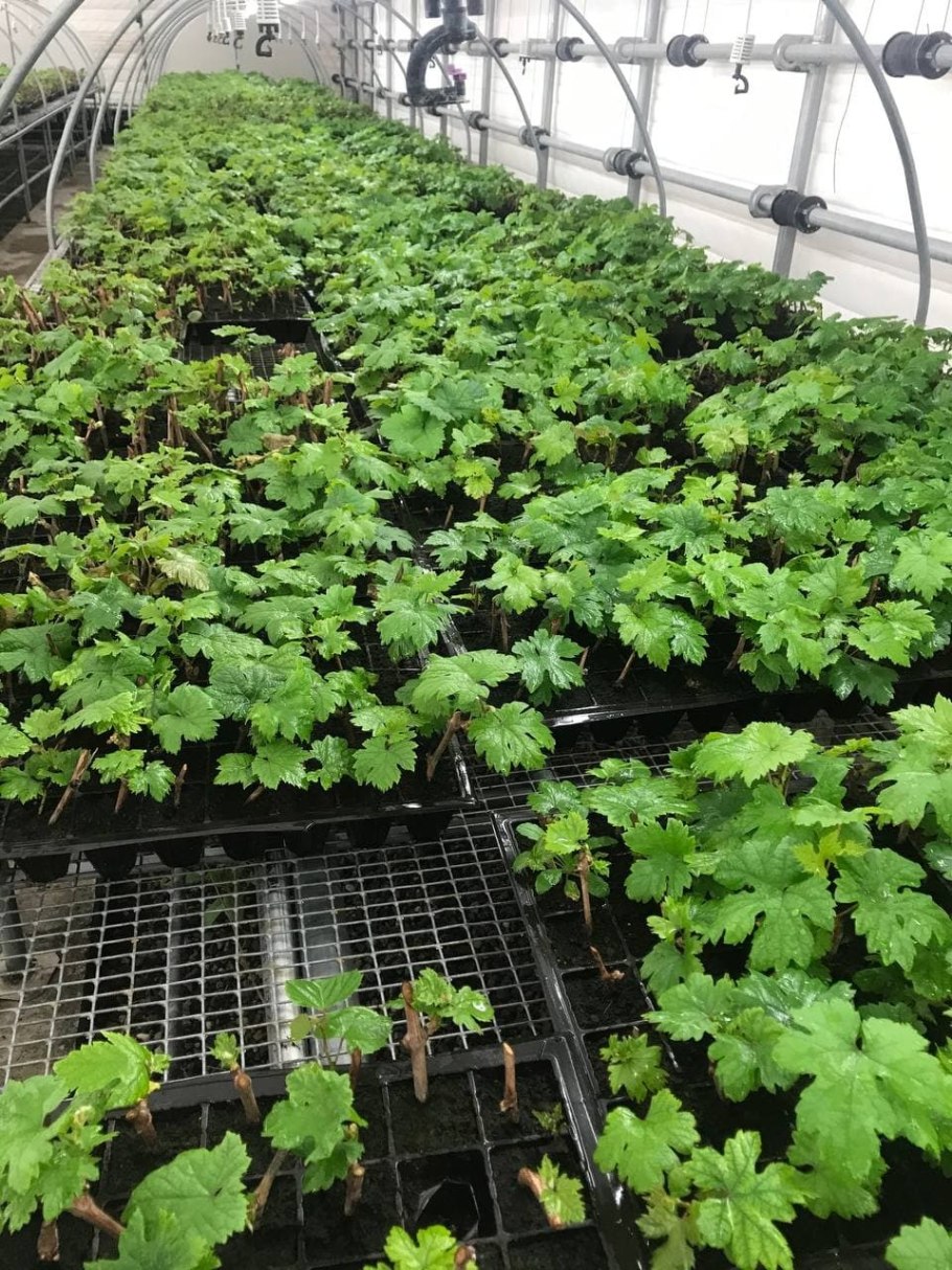 Рамуляриоз кинзы