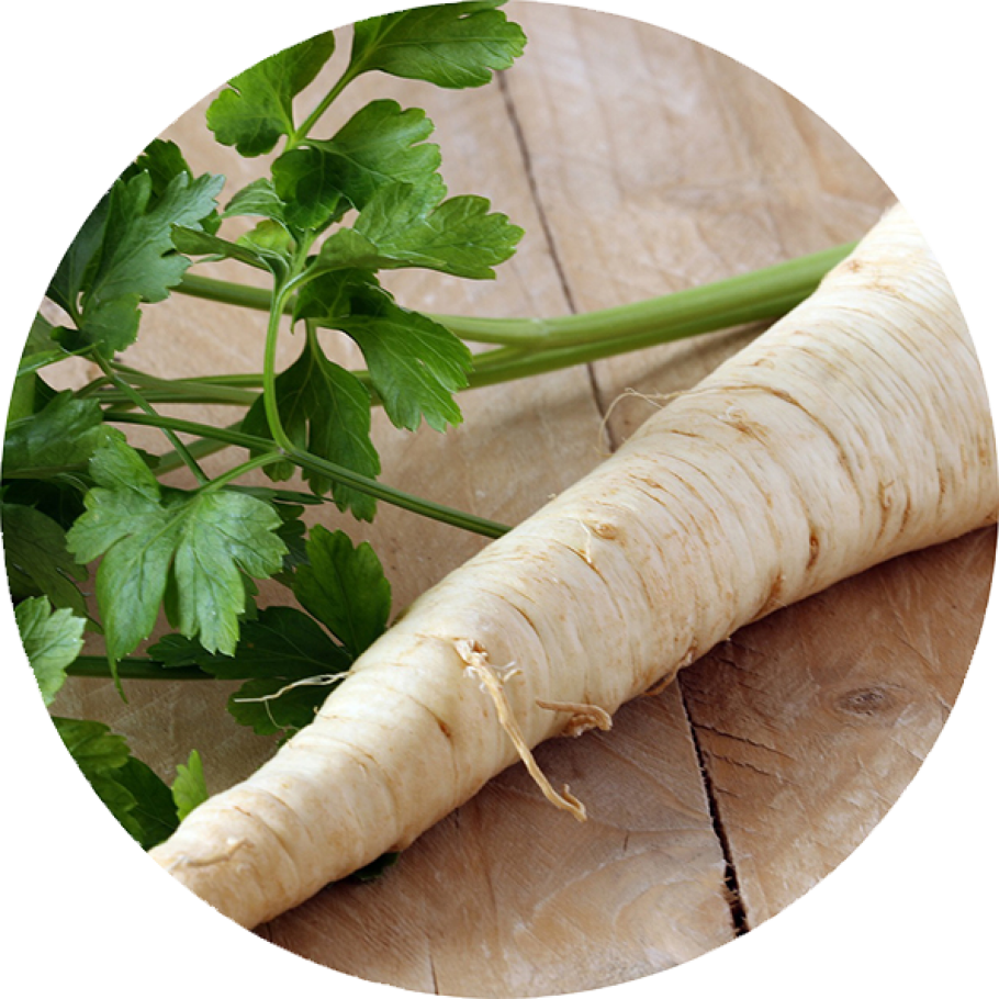 Петрушка кориандр кинза