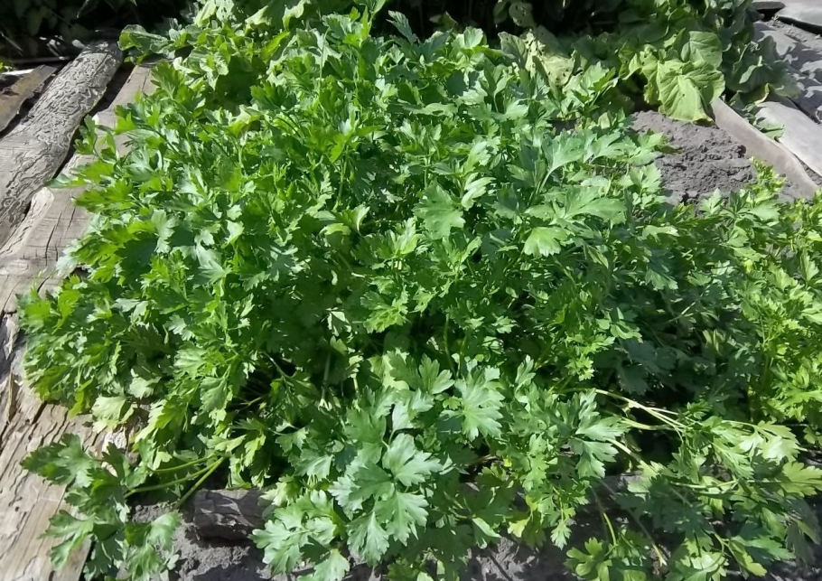 Mems about coriander