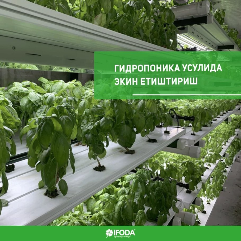 Корень петрушки, 1 кг