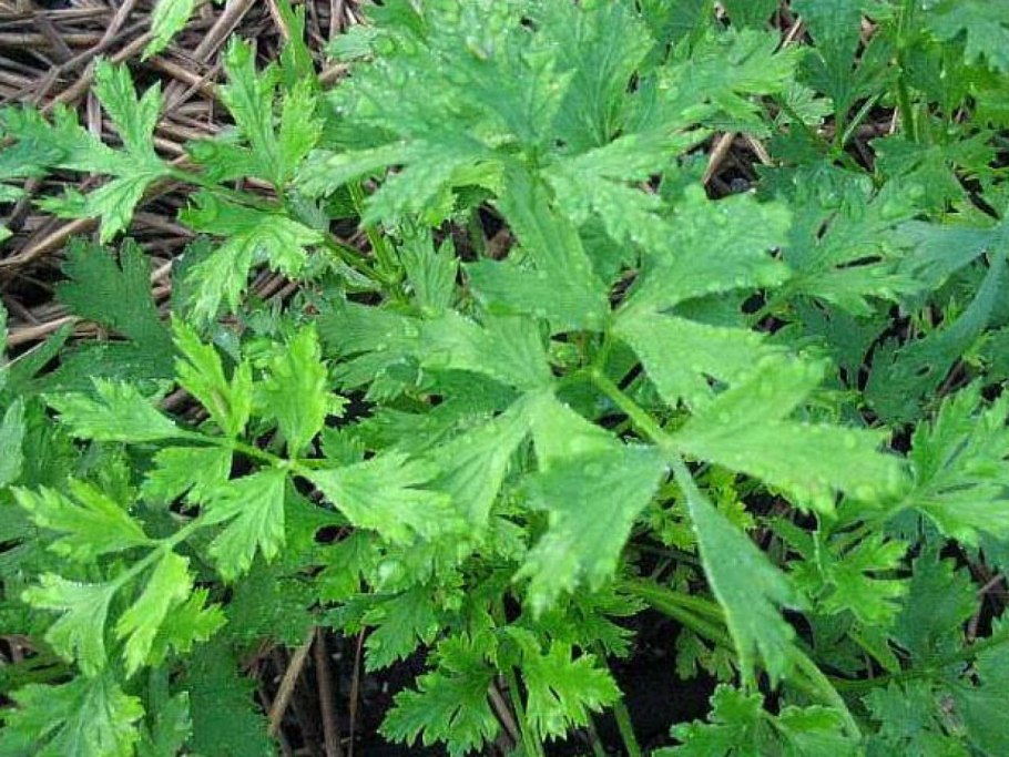 Петрушка для улучшения зрения