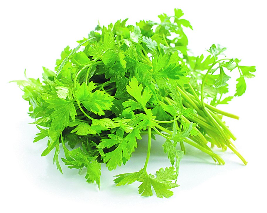 Укроп и петрушка в теплице