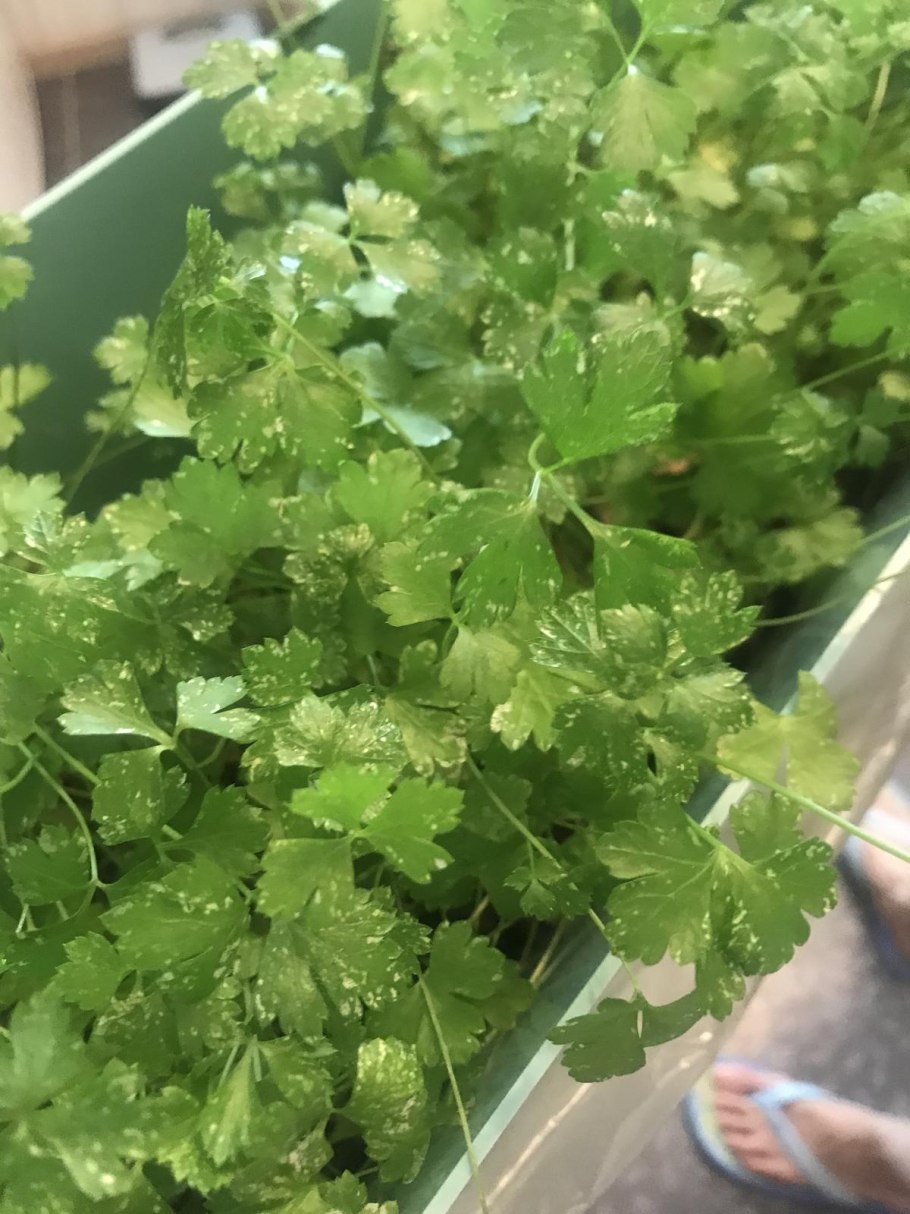 Петрушка Ақжелкен