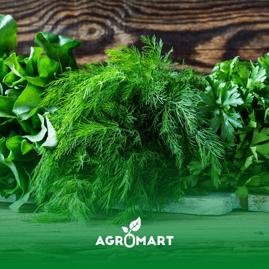 Болезни кориандра